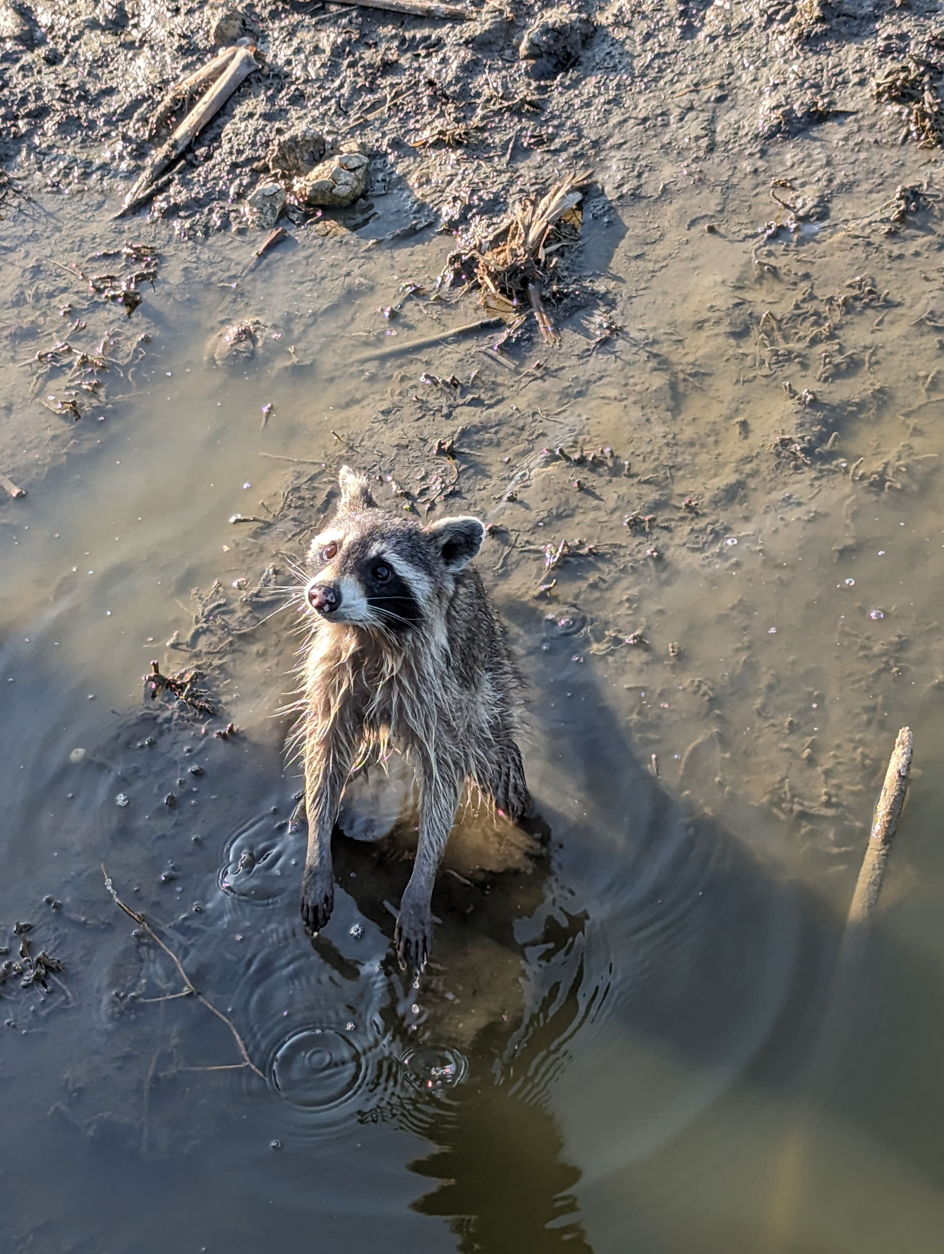 A curious racoon